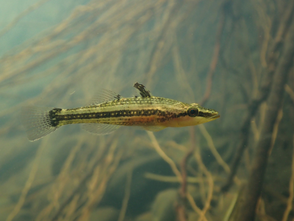 Ambon Gudgeon