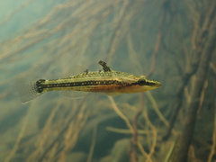 Ambon Gudgeon photo 1