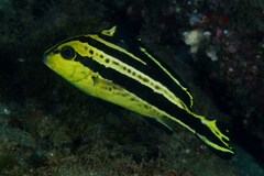 Painted Sweetlips photo 3