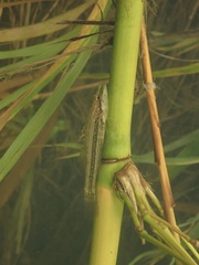 Ambon Gudgeon photo 3