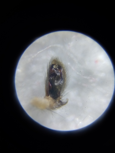 European Sac Spider