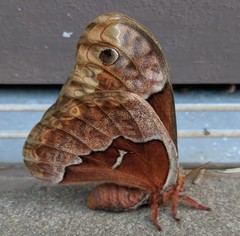 Callosamia angulifera