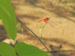 Dythemis maya
