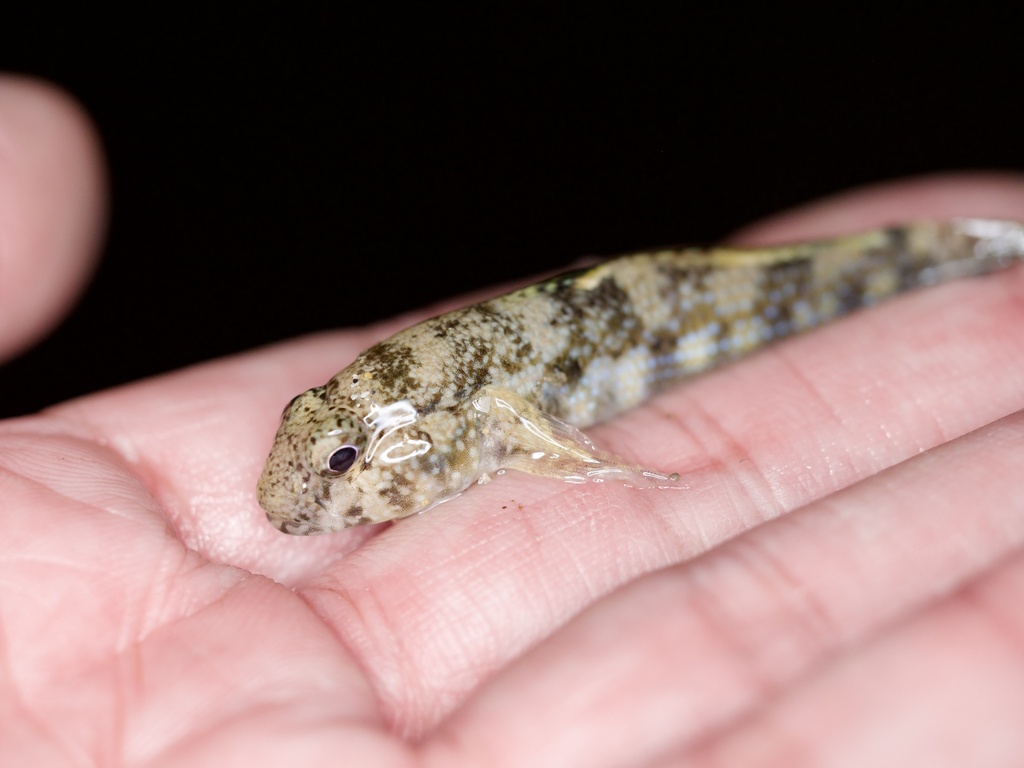 Dusky frill-goby