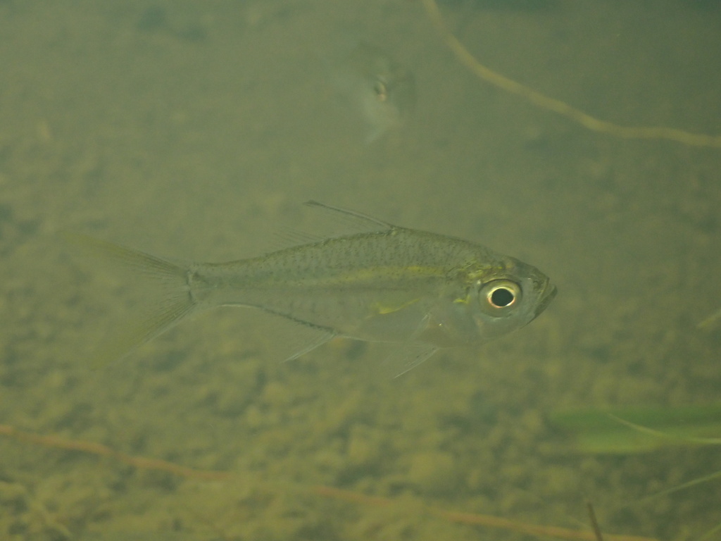 Flagtail glassfish (Ambassis miops) — Ambassidae