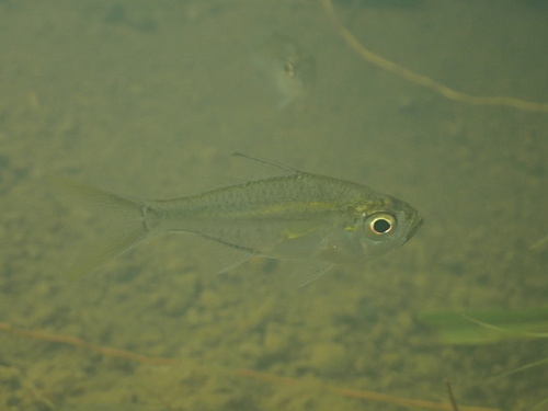 Flagtail glassfish (Ambassis miops) — Ambassidae