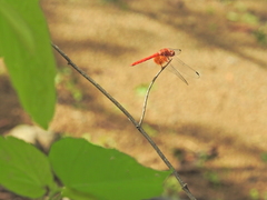 Dythemis maya