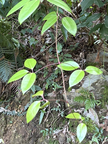Clematis crassifolia, photograph 5