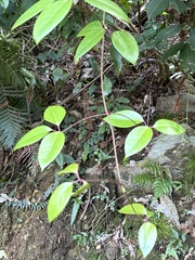 Clematis crassifolia, photograph (c) 黃美滿, some rights reserved (CC BY)