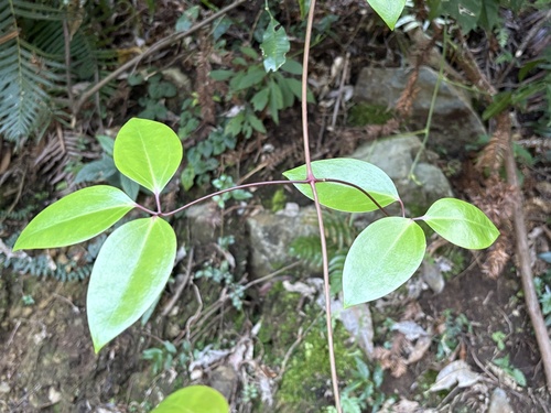 Clematis crassifolia, photograph 6