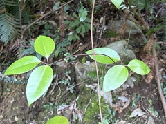Clematis crassifolia, photograph (c) 黃美滿, some rights reserved (CC BY)