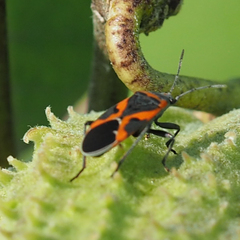 Lygaeus kalmii angustomarginatus