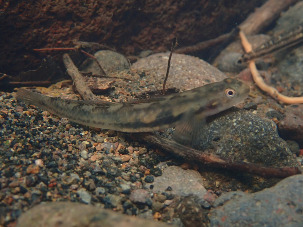 ヒノコロモボウズハゼ (Sicyopus auxilimentus) · iNaturalist
