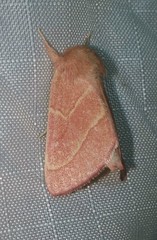 Hyparpax aurora