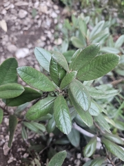 Texas Madrone (Comarostaphylis)