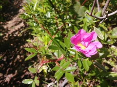 Rosa nitida