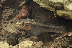 Segura's Throatspine Gudgeon photo 4