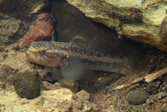 Segura's Throatspine Gudgeon photo 5