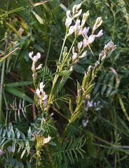Astragalus sulcatus