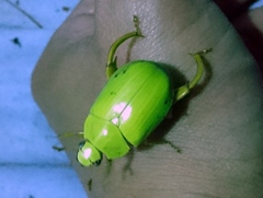 Macropoidelimus mniszechi