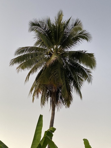 coconut palm