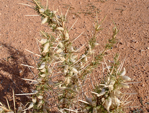 Astragalus armatus