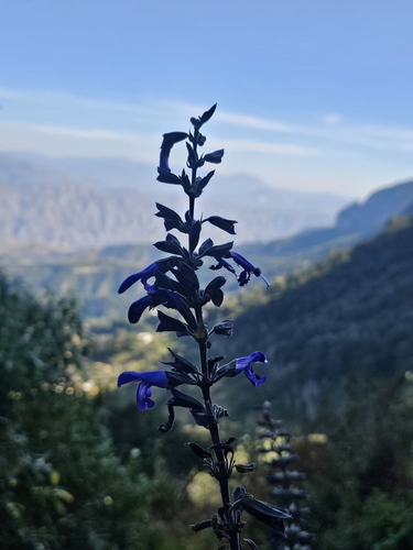 Image of Salvia mexicana by (c) Erick Vélez Sánchez, some rights reserved (CC BY)