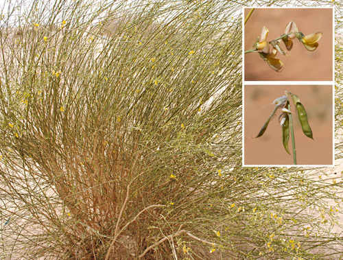 Calobota saharae