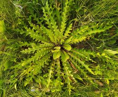 Cirsium acaule esculentum