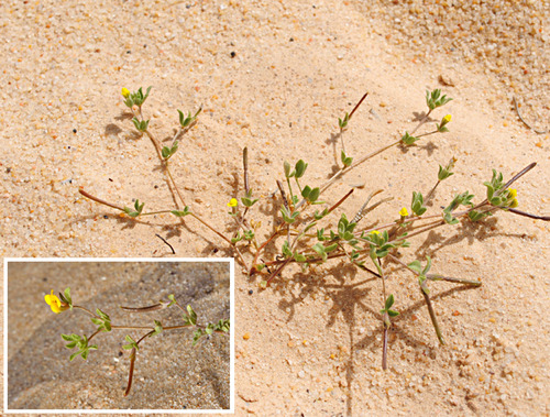 Petty Bird's-foot-trefoil