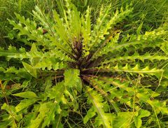 Cirsium acaule esculentum