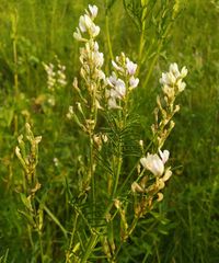 Astragalus sulcatus