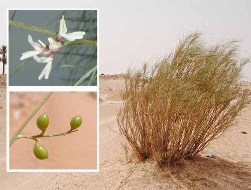 White weeping broom
