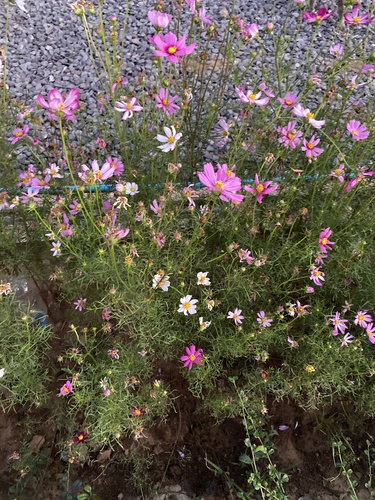 garden cosmos