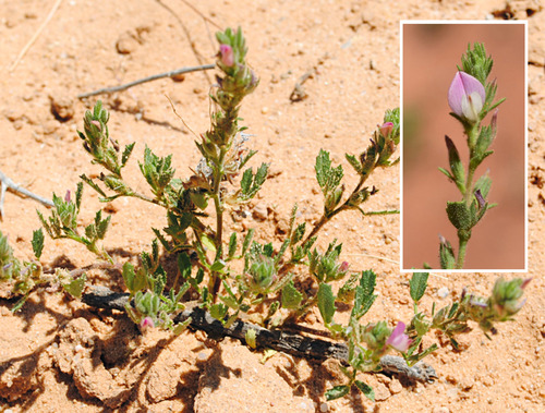 Toothed Restharrow