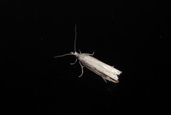 Bactra noteraula