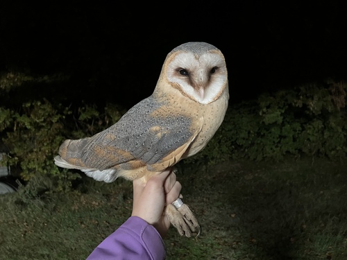 European Barn Owl