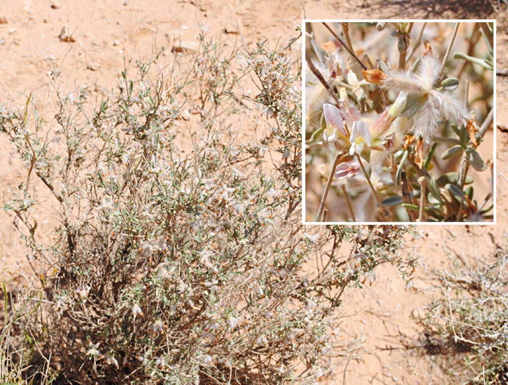 Anthyllis henoniana