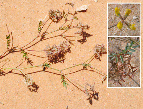 Hippocrepis areolata