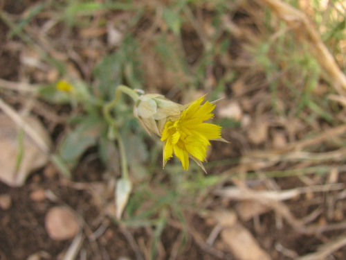 Image of Catananche lutea by (c) Nachman bones, some rights reserved (CC BY)