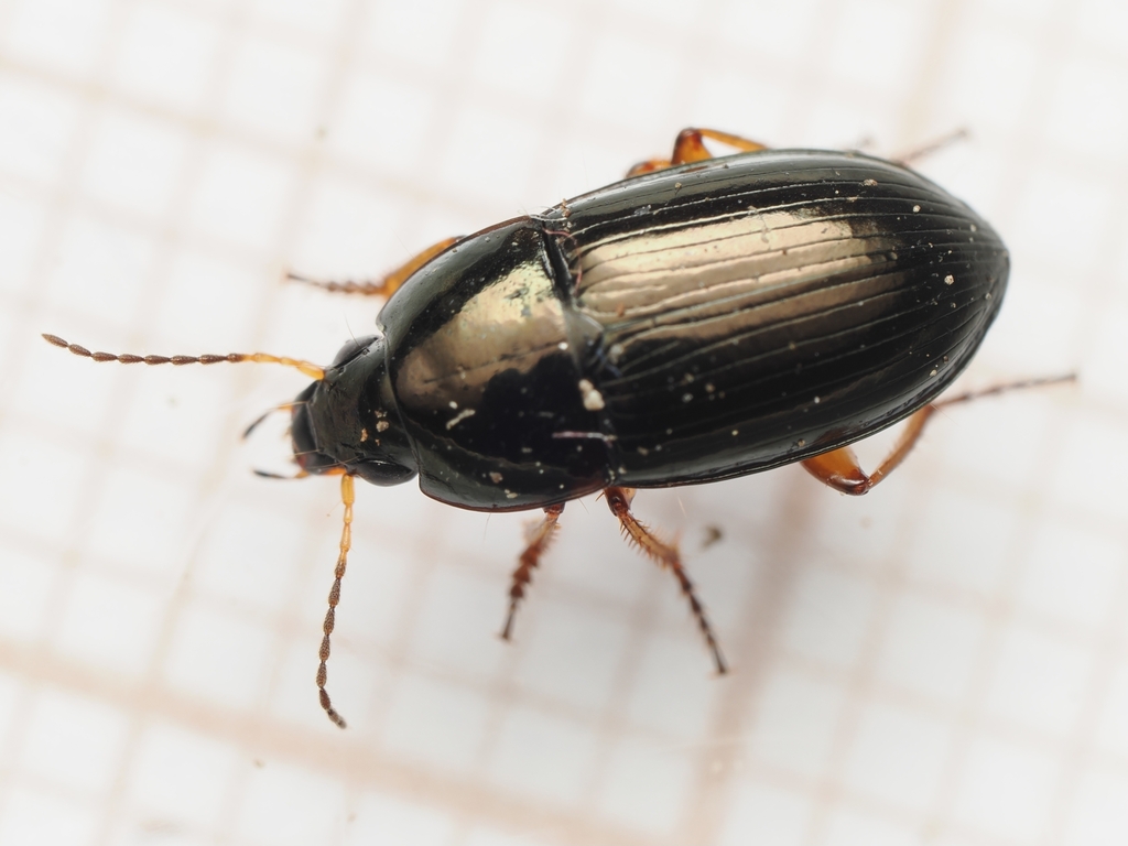 Social Sun Beetle