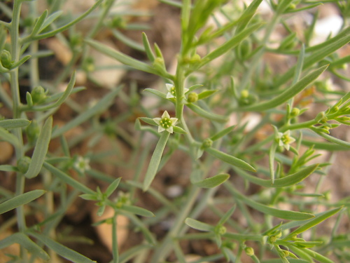 Berger's Bastard Toadflax (Thesium bergeri)