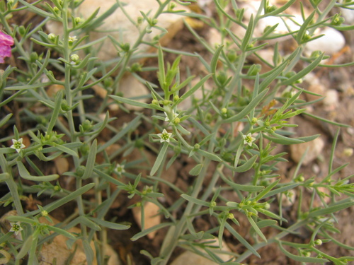 Image of Thesium bergeri by (c) Nachman bones, some rights reserved (CC BY)