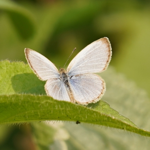 Pale Grass Blue