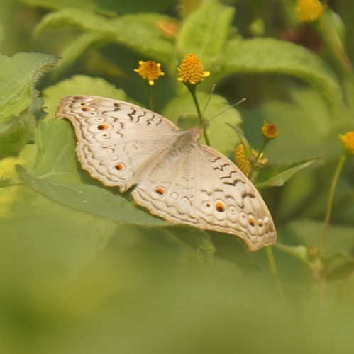 Grey Pansy