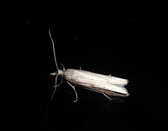 Bactra noteraula