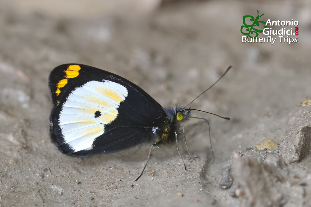 Whites, Yellows, and Sulphurs