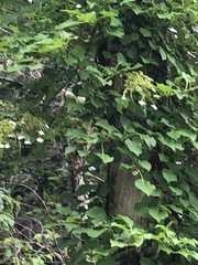 Hydrangea petiolaris