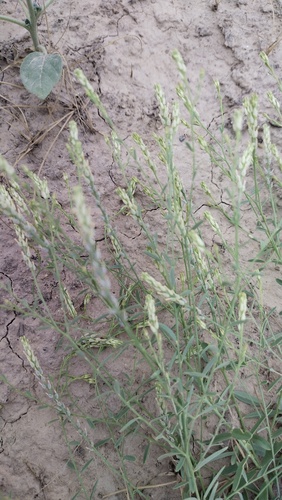 Diarthron vesiculosum, photograph 6