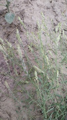 Diarthron vesiculosum, photograph Andrew Bazdyrev, CC BY, iNaturalist via GBIF